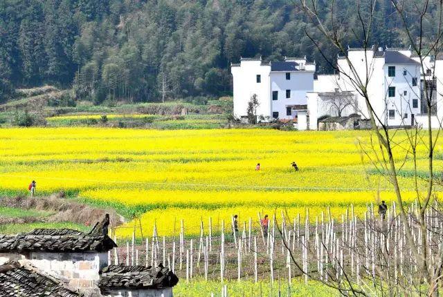 中國***美的鄉村景色，看看有你的家鄉嗎