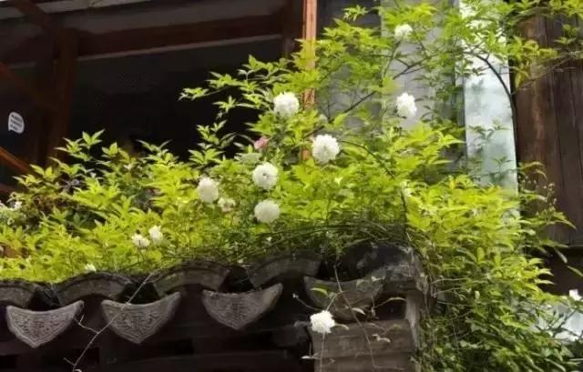 這樣的院子，只有中國人駕馭得了它！