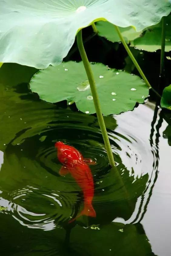 這樣的院子，只有中國人駕馭得了它！